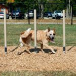 4-Piece Small Dog Kit